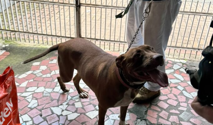 Cadela e gato são resgatados em situação de maus-tratos em Volta Redonda