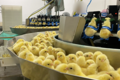Indústria de ovos no Brasil descarta mais de 85 milhões de pintinhos machos todo ano