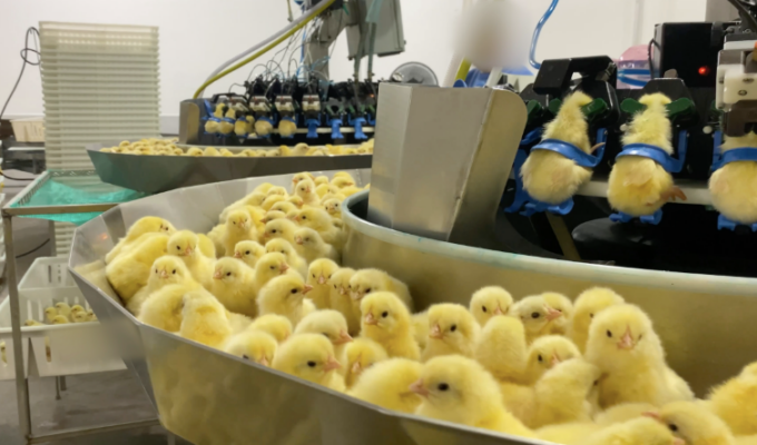 Indústria de ovos no Brasil descarta mais de 85 milhões de pintinhos machos todo ano