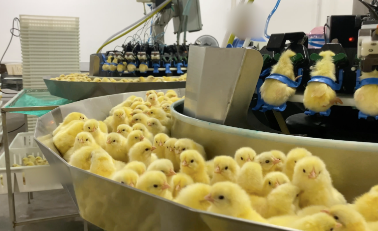 Indústria de ovos no Brasil descarta mais de 85 milhões de pintinhos machos todo ano