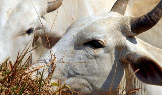 Carne brasileira vai pagar tarifa de 67% para entrar na China