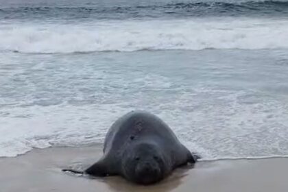 Elefante-marinho atrai atenção de banhistas em praia do Rio