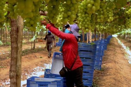 Exploração de trabalhadores rurais sustenta fruticultura bilionária