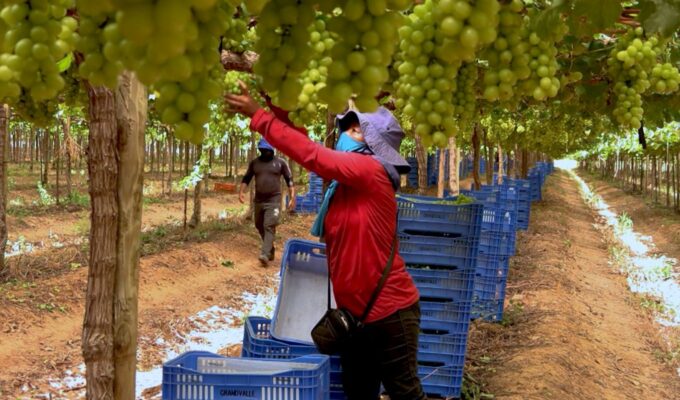 Exploração de trabalhadores rurais sustenta fruticultura bilionária