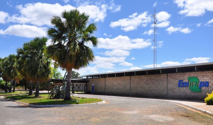 Embrapa é designada como Centro de Referência para Florestas Plantadas