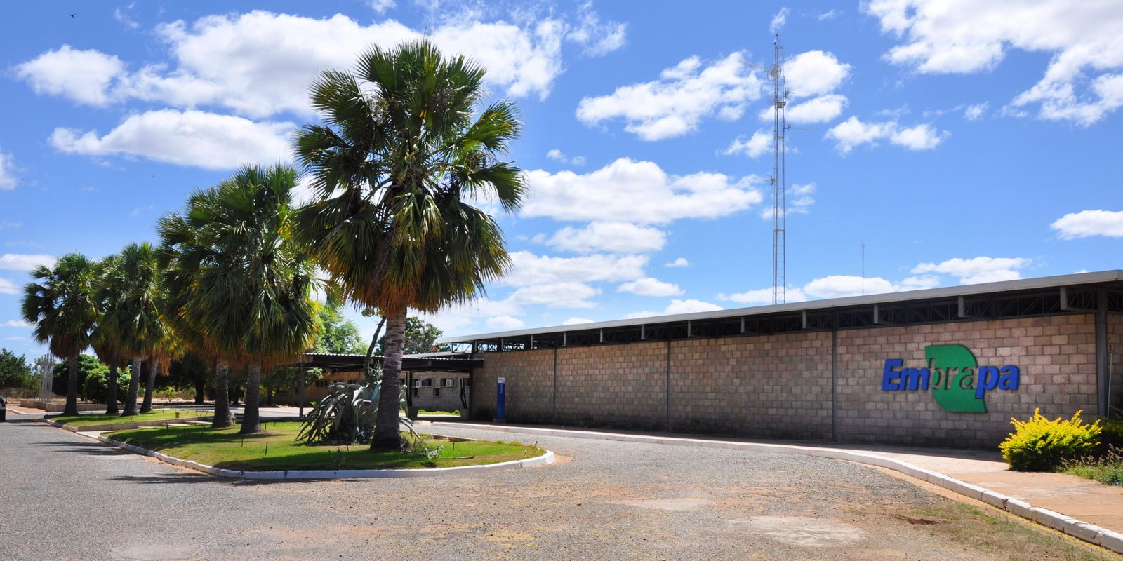 Embrapa é designada como Centro de Referência para Florestas Plantadas