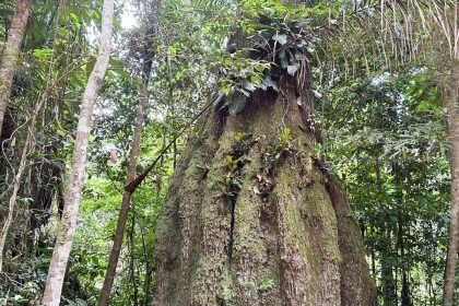 Congresso terá sete em cada dez parlamentares contra agenda ambiental