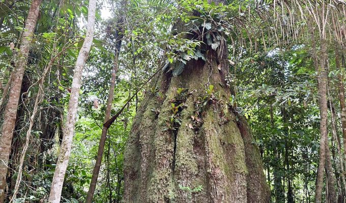 Congresso terá sete em cada dez parlamentares contra agenda ambiental