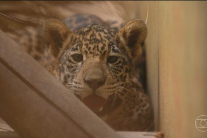 Número de animais selvagens resgatados pelos centros do Ibama aumenta quase 30% em 2026