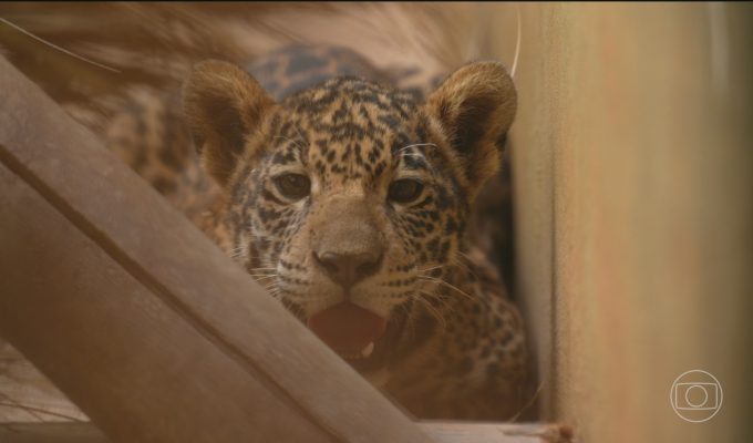Número de animais selvagens resgatados pelos centros do Ibama aumenta quase 30% em 2026