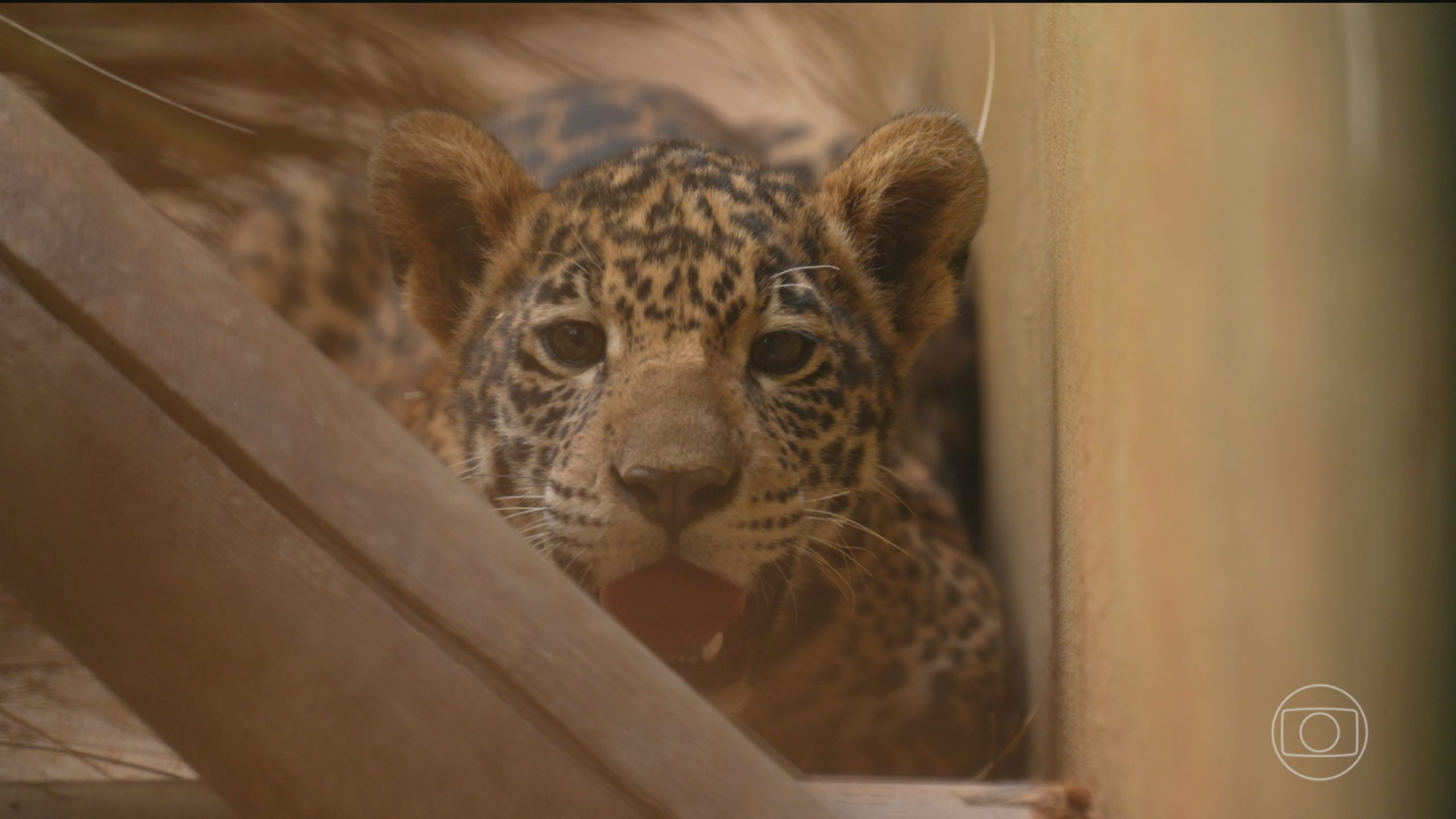 Número de animais selvagens resgatados pelos centros do Ibama aumenta quase 30% em 2026