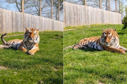 Homem fica em estado grave após entrar em jaula de tigre em zoológico no Reino Unido