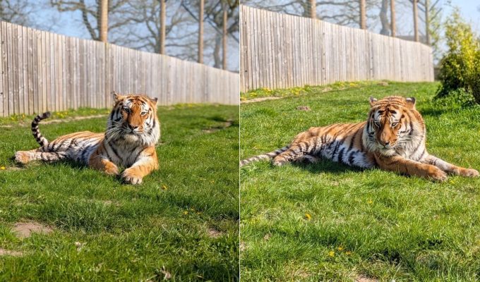 Homem fica em estado grave após entrar em jaula de tigre em zoológico no Reino Unido