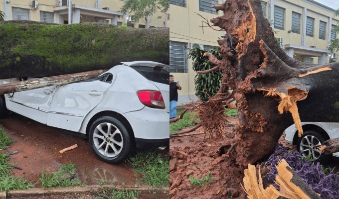 Temporal com ventos fortes derruba árvores, causa destelhamentos e deixa estragos em Promissão; VÍDEO