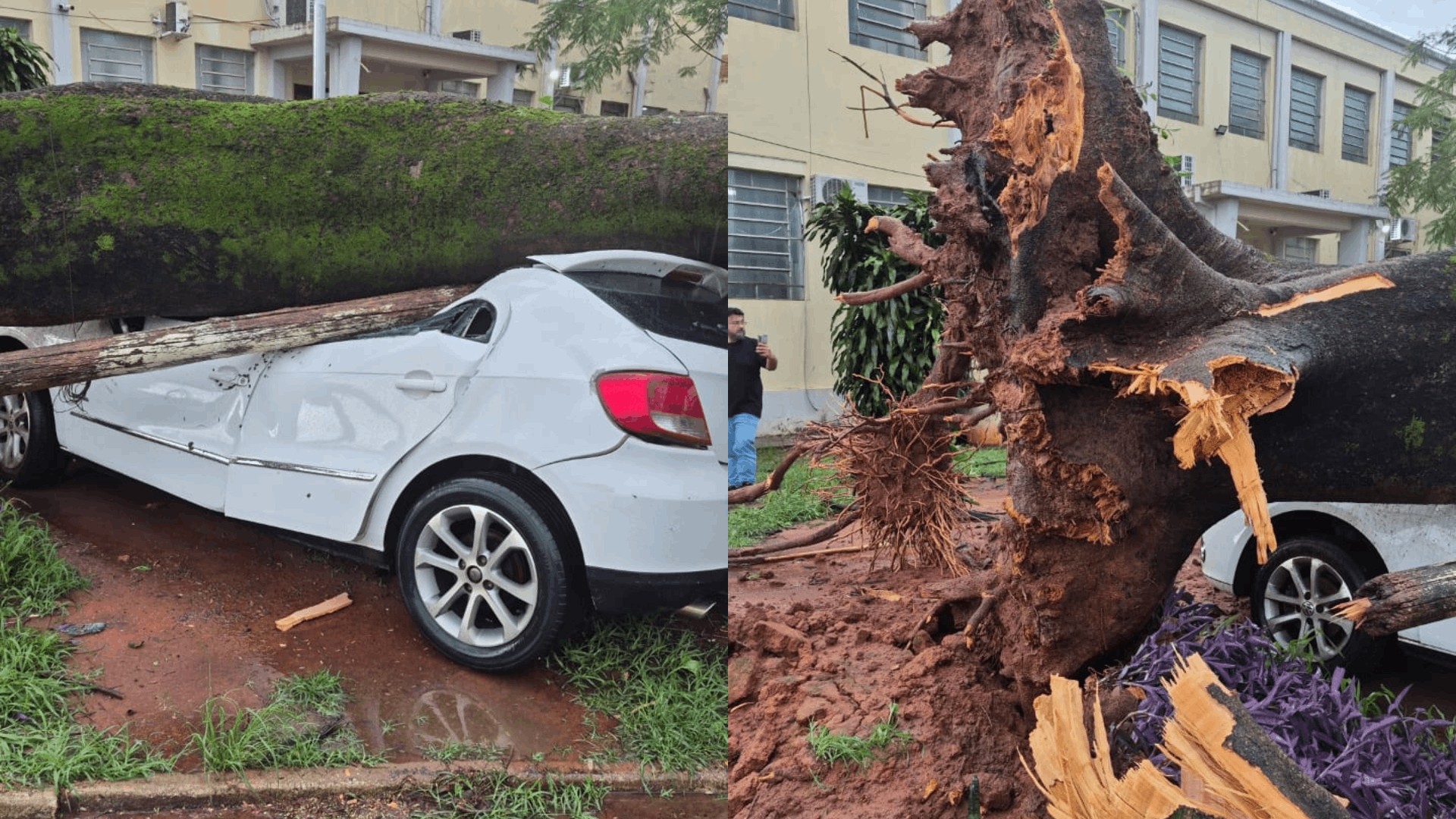 Temporal com ventos fortes derruba árvores, causa destelhamentos e deixa estragos em Promissão; VÍDEO