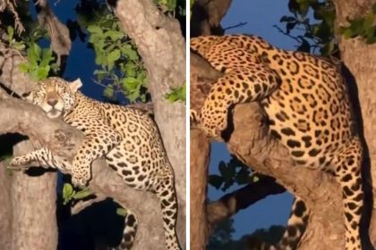 Será que está grávida? Onça com barriga enorme tira cochilo em galho no alto de árvore no Pantanal