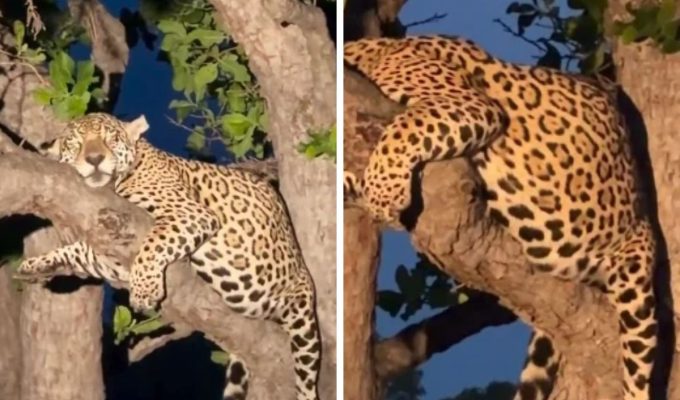 Será que está grávida? Onça com barriga enorme tira cochilo em galho no alto de árvore no Pantanal