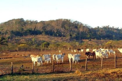 Agropecuária ocupa territórios próximos aos preservados na Amazônia