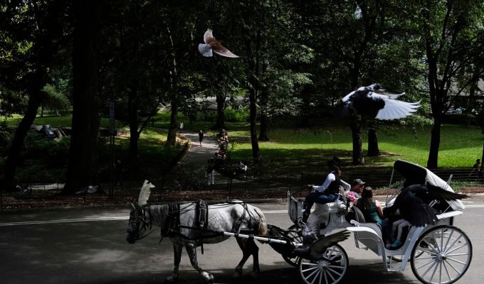 Nova York quer proibir passeios de carruagem no Central Park após morte de adolescente