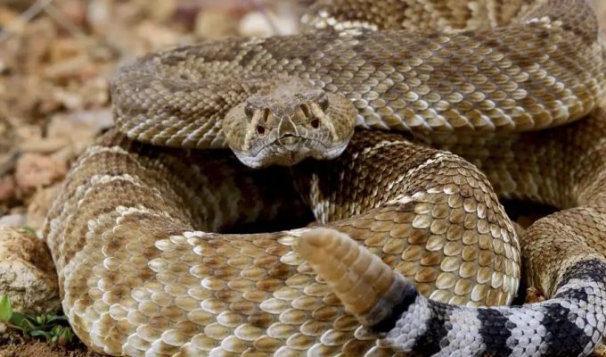 Mexicano é preso em aeroporto na Alemanha com 37 cobras venenosas na bagagem