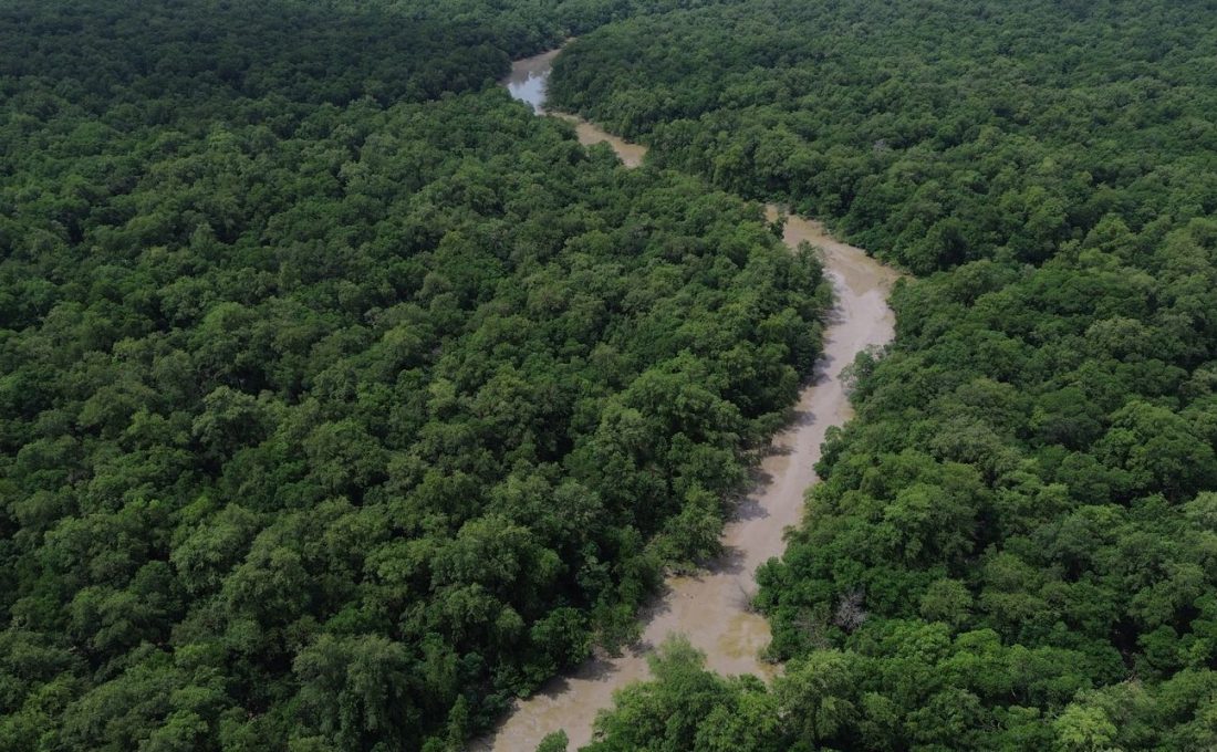Desmatamento cai 41,8% na Amazônia e 23,8% no Cerrado em um ano