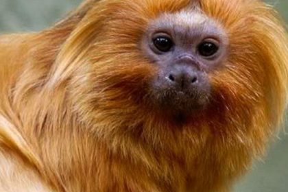 COP17 da Biodiversidade começa segunda-feira na Armênia