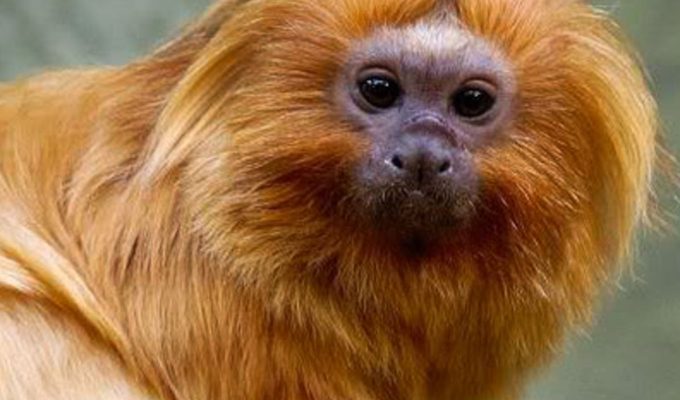 COP17 da Biodiversidade começa segunda-feira na Armênia
