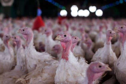Agricultura confirma foco de doença de Newcastle em Santa Catarina