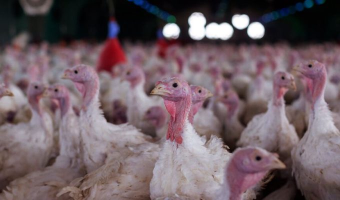 Agricultura confirma foco de doença de Newcastle em Santa Catarina