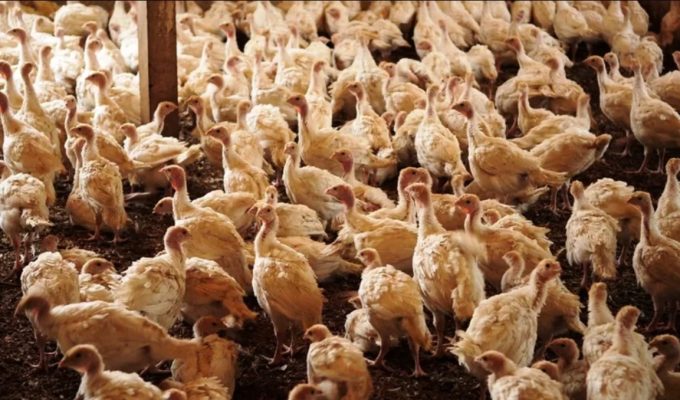 México suspende importação de frango do Brasil após foco da doença de Newcastle em SC