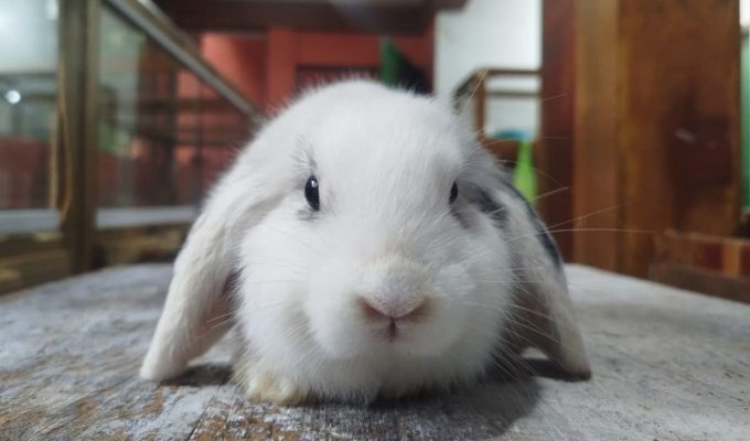 Fofinhos? Cidade na Itália vai transferir coelhos invasores de cemitério após reclamações de parentes de falecidos