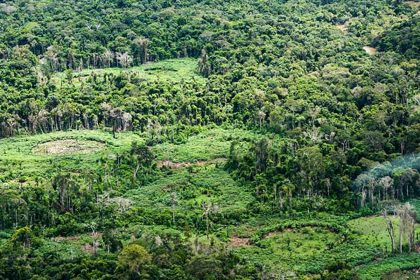 Plataforma pan-amazônica reúne 232 políticas públicas para bioeconomia