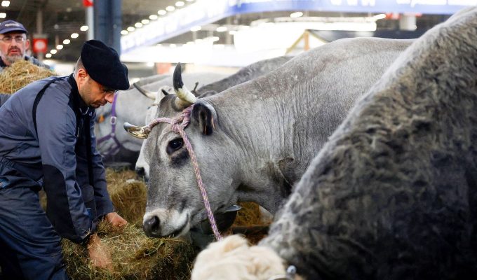 França registra 1º caso humano do vírus Shamonda que afeta animais