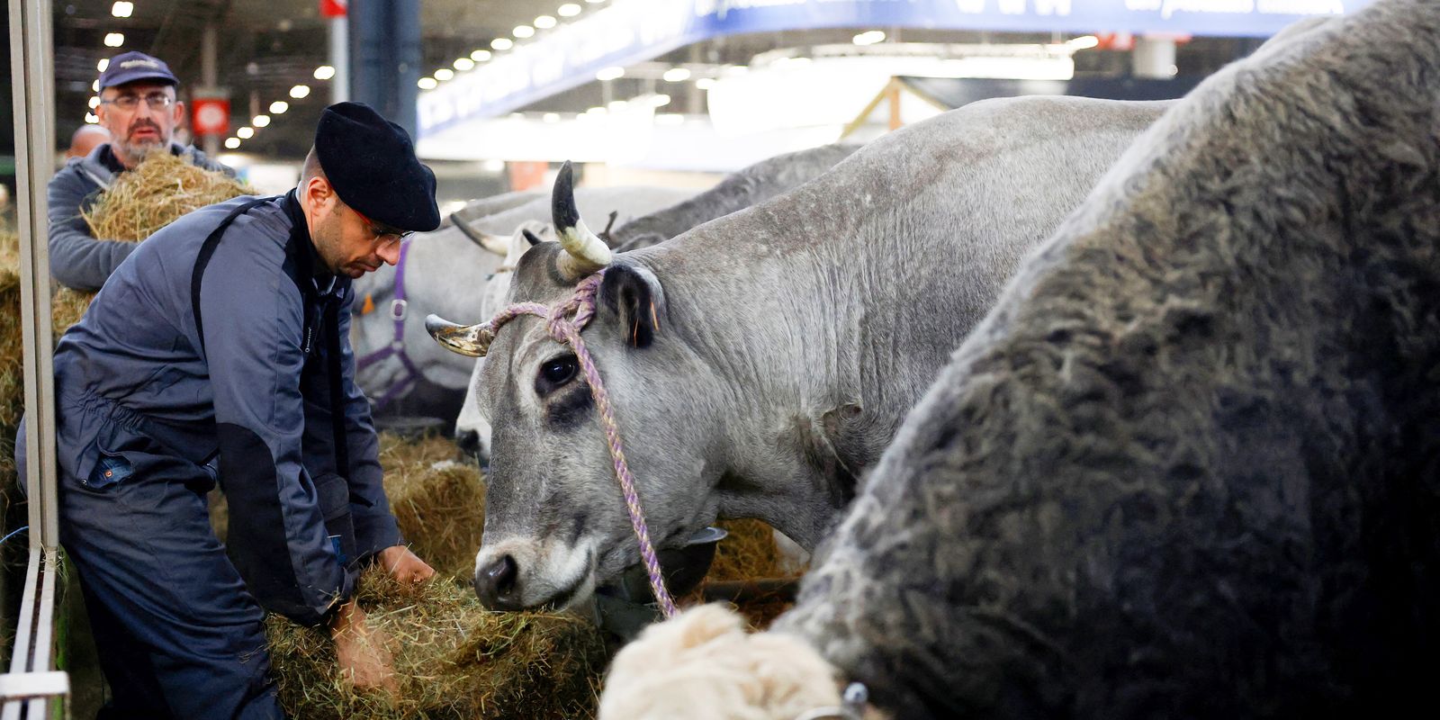 França registra 1º caso humano do vírus Shamonda que afeta animais