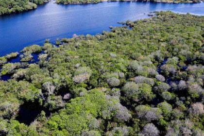 Desmatamento em áreas protegidas da Amazônia e do Cerrado tem queda
