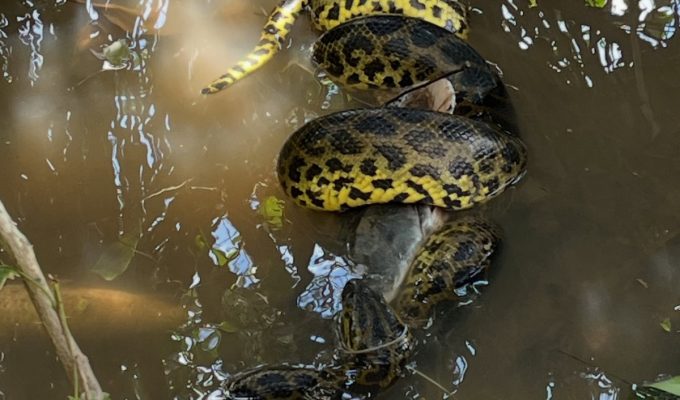 Sucuri é flagrada devorando carcaça de pintado em rio do Pantanal de MS