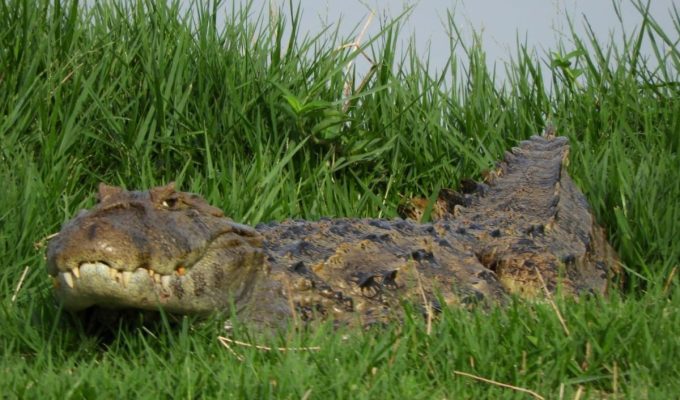 Jacaré gigante ‘posa’ para foto durante banho de sol em lagoa que é cartão-postal de MS; VÍDEO