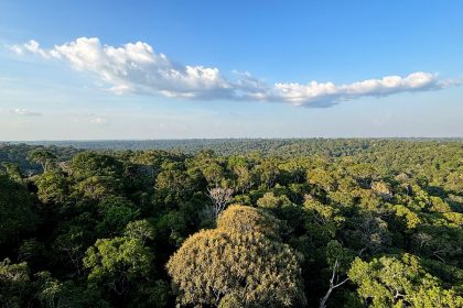 Amazônia e Cerrado evitaram emissões equivalentes às do Japão