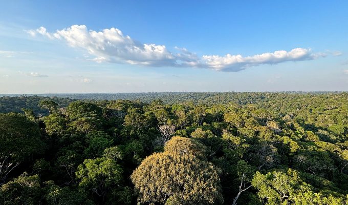 Amazônia e Cerrado evitaram emissões equivalentes às do Japão