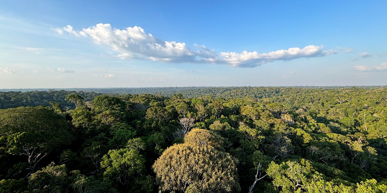 Amazônia e Cerrado evitaram emissões equivalentes às do Japão