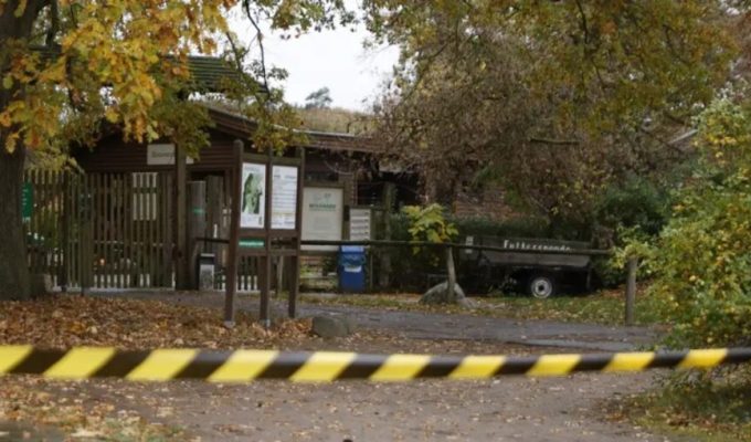 Menina de 8 anos é atacada por lobo em zoológico na Alemanha