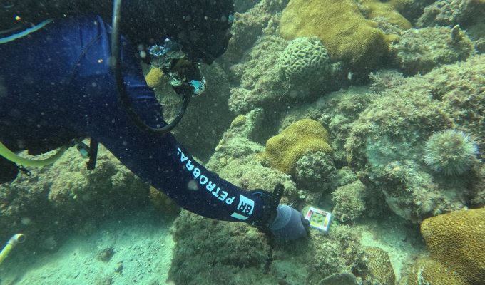 Brasil tem cinco regiões de recifes de corais costeiros sob ameaça