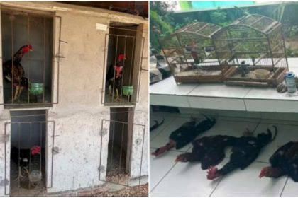 Polícia resgata aves silvestres de cativeiro irregular e galos em situação de maus-tratos no interior do Ceará