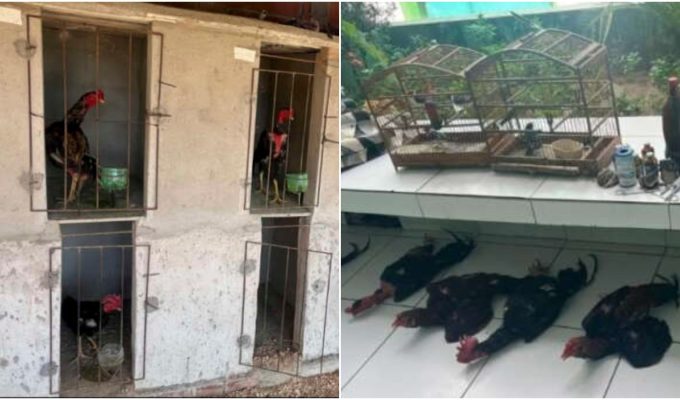 Polícia resgata aves silvestres de cativeiro irregular e galos em situação de maus-tratos no interior do Ceará