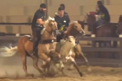 Após queda de cavalo, Henrique, da dupla com Juliano, volta a competir e derruba boi em vaquejada; VÍDEO